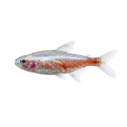 Kardinaalitetra albiino 1,8-2,3 cm -