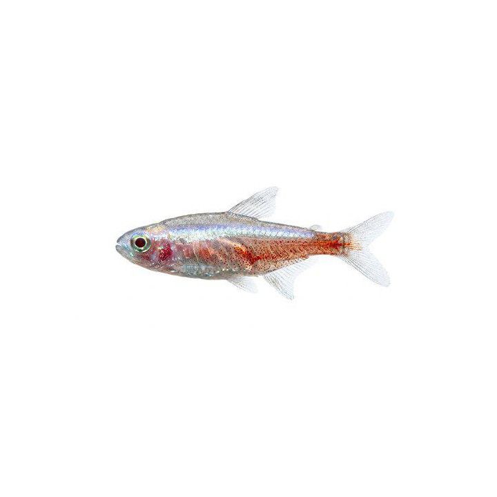Kardinaalitetra albiino 1,8-2,3 cm -