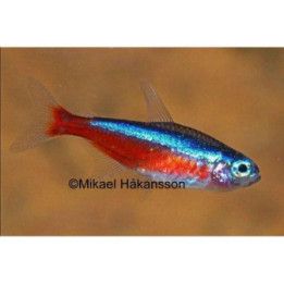 Kardinaalitetra luonnonvarainen 1,7-2,1 cm Paracheirodon axelrodi