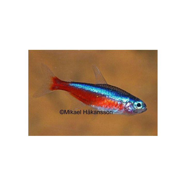 Kardinaalitetra kasvatettu 2,3-2,7 cm -
