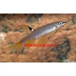 Roisketetra luonnonvarainen 4-6 cm -