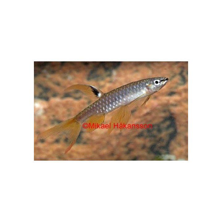Roisketetra luonnonvarainen 4-6 cm -