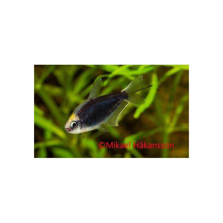 Kejsartetra SVART2-3CM Nematobrycon palmeri
