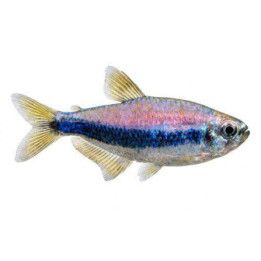 Kerritetra 2,5-3,5CM Inpaichthys kerri
