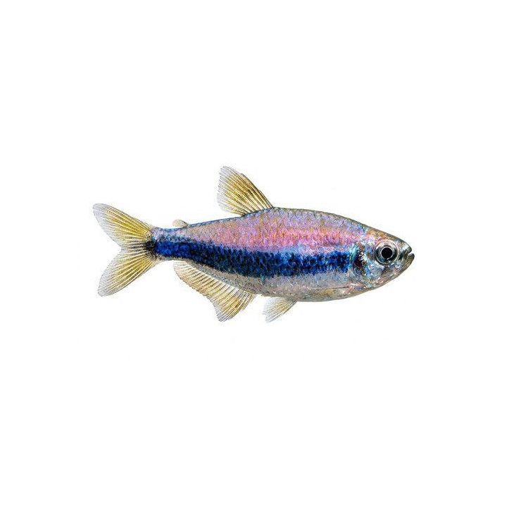 Kerritetra 2,5-3,5CM Inpaichthys kerri