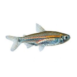 Rhabdalestes septentrionalis, luonnonvarainen 3-4 cm -