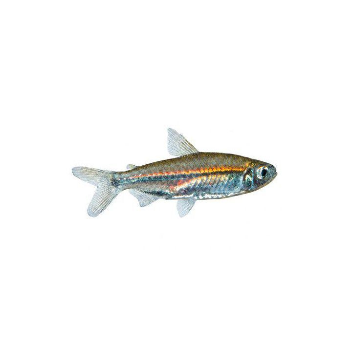 Rhabdalestes septentrionalis, luonnonvarainen 3-4 cm -