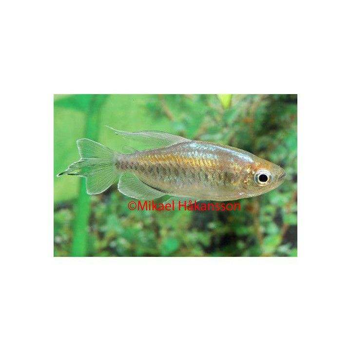 Kongotetra 3-4 cm -