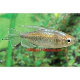 Kongotetra 4-6 cm -