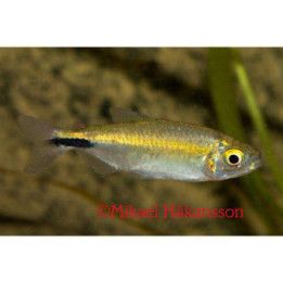 Brycinus longipinnis luonnonvarainen -