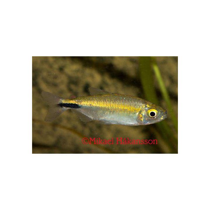 Brycinus longipinnis luonnonvarainen -
