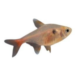 Haamutetra kulta 2-3 cm -