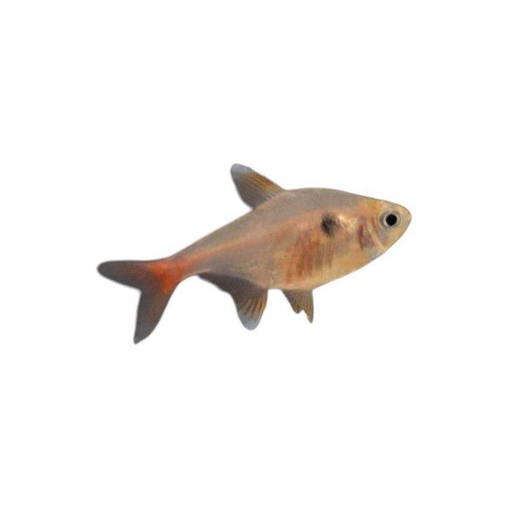 Haamutetra kulta 2-3 cm -