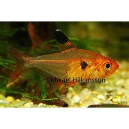 Röd Fantomtetra Vf 2-3CM Hyphessobrycon sweglesi