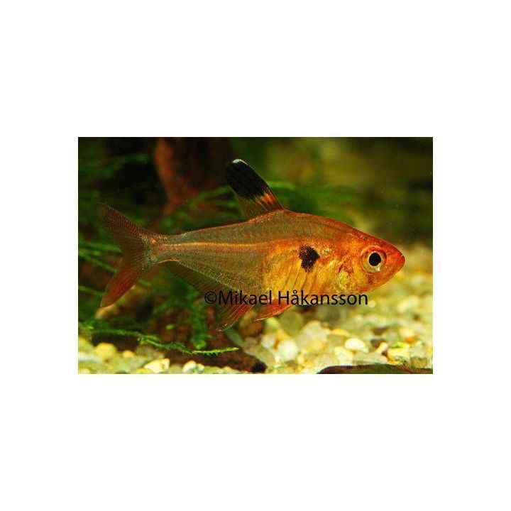 Röd Fantomtetra 2-3CM Hyphessobrycon sweglesi