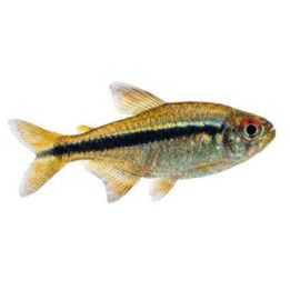 Hyphessobrycon blueribbon kasvatettu, Hyphessobrycon sp.