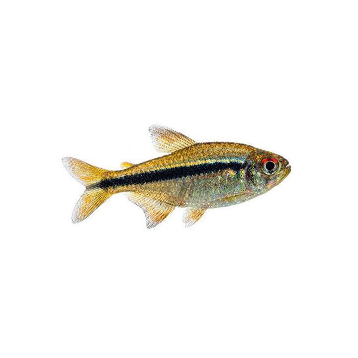 Hyphessobrycon blueribbon kasvatettu, Hyphessobrycon sp.