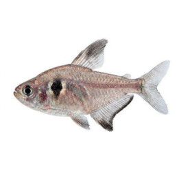 Hyphessobrycon megalopterus 2-3 cm