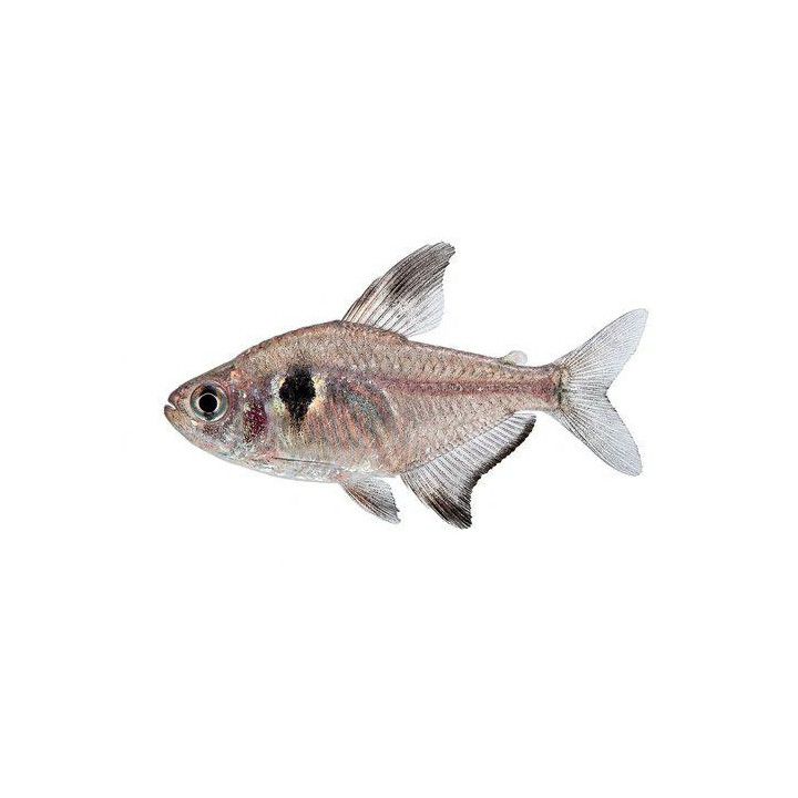 Hyphessobrycon megalopterus 2-3 cm