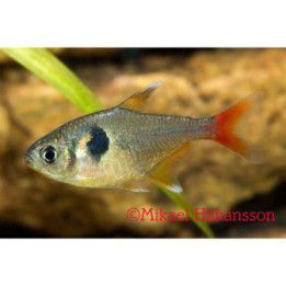 Ruusuaavetetra (Hyphessobrycon roseus) 2-3 cm