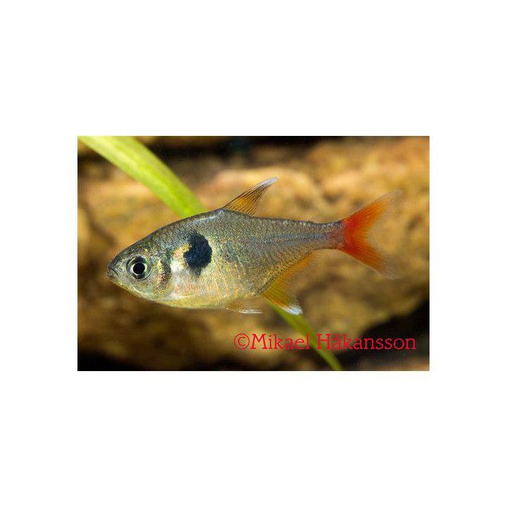 Ruusuaavetetra (Hyphessobrycon roseus) 2-3 cm