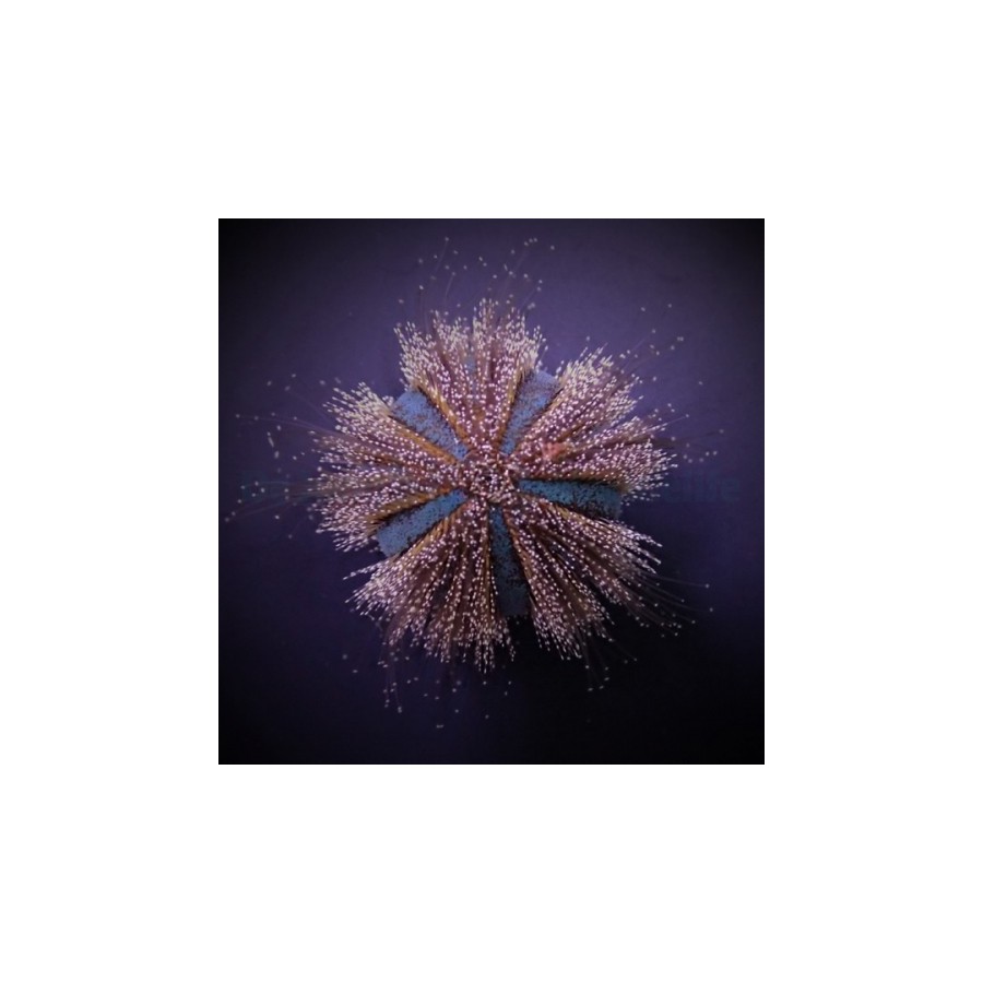 Mespilia globulus - Spineless Urchin - Red/Blue - viljelty