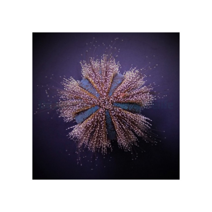 Mespilia globulus - Spineless Urchin - Red/Blue - viljelty