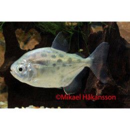 Metynnis maculatus 4-6 cm -