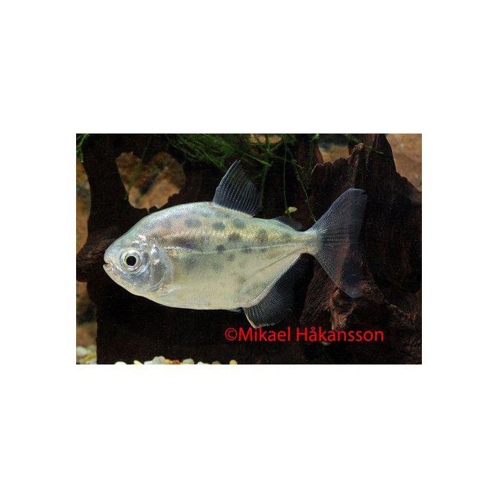 Metynnis maculatus 4-6 cm -