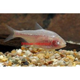 Meksikontetra, Astyanax mexicanus 2-cm -