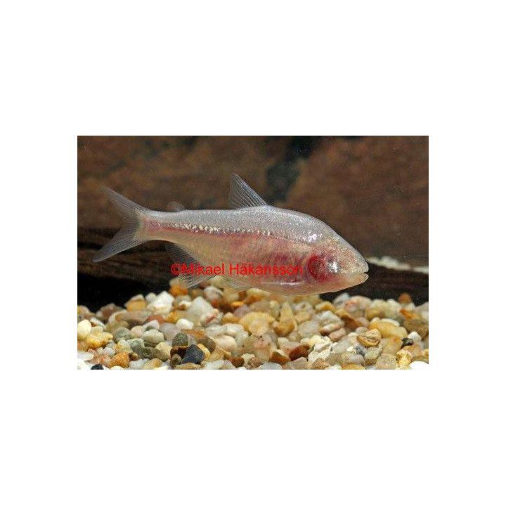 Meksikontetra, Astyanax mexicanus 2-cm -