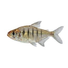 Pacu 6-8 cm Acnodon normani
