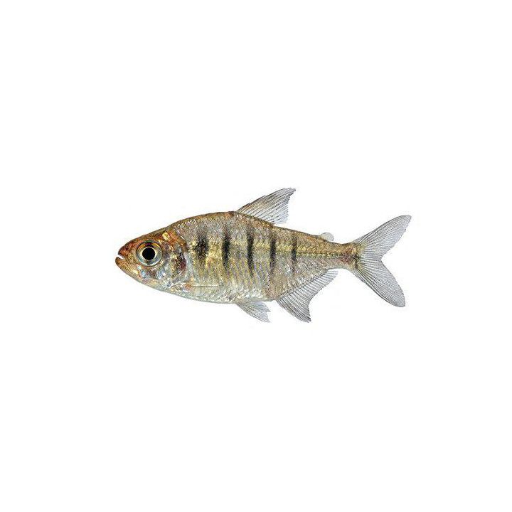 Pacu 6-8 cm Acnodon normani