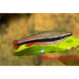 Pirangatetra 2-3CM Nannostomus beckfordi