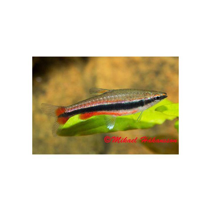 Nannostomus beckfordi 2-3 cm