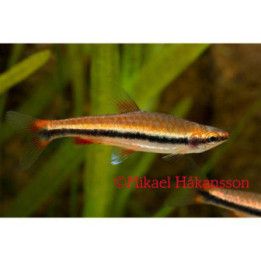 Nannostomus mortenthaleri 2,5-3 cm