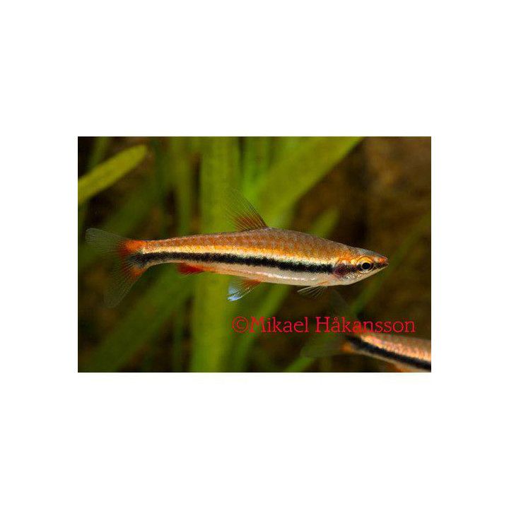 Pirangatetra Röd 2,5-3CM Nannostomus mortenthaleri