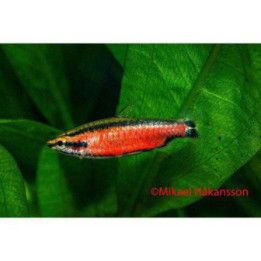 Nannostomus sp. 'superred Cenepa' luonnonvarainen -