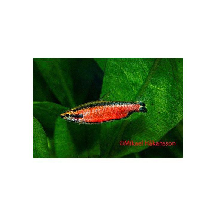 Nannostomus sp. 'superred Cenepa' luonnonvarainen -