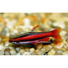 Korallikynäkala, Nannostomus mortenthaleri, luonnonvarainen