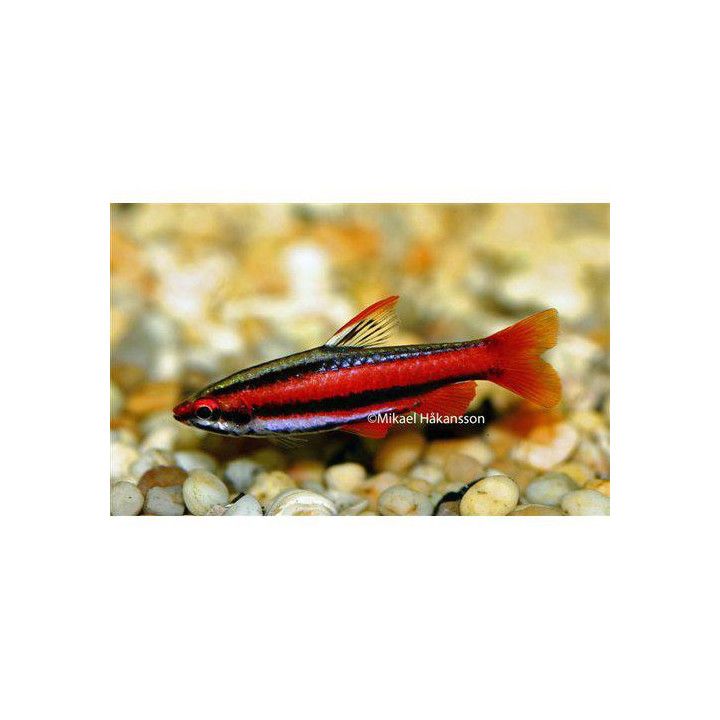 Korallikynäkala, Nannostomus mortenthaleri, luonnonvarainen