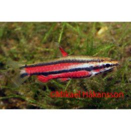 Rubiinisuppusuu, Nannostomus rubrocaudatus -