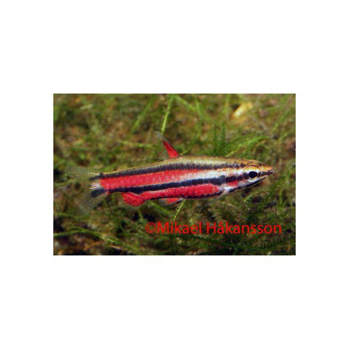 Rubiinisuppusuu, Nannostomus rubrocaudatus -