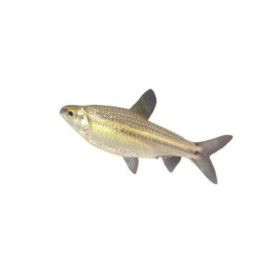 Mustalinjatetra, nannaethiops uniteniatus 4-5 cm -
