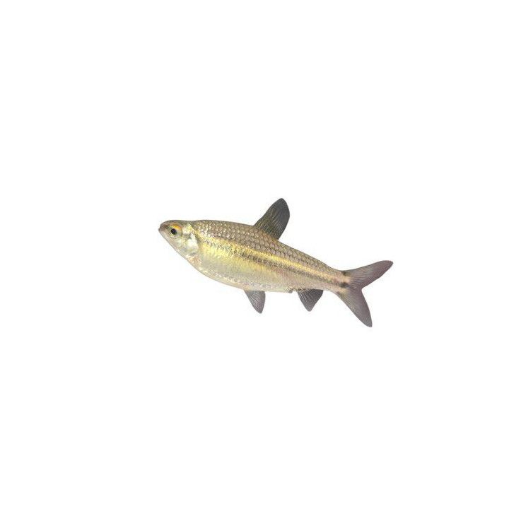 Mustalinjatetra, nannaethiops uniteniatus 4-5 cm -