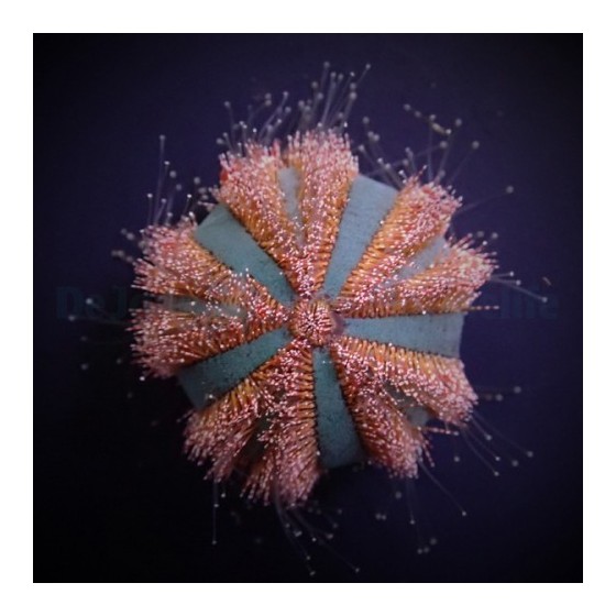 Mespilia globulus - Spineless Urchin - Red/Blue - viljelty