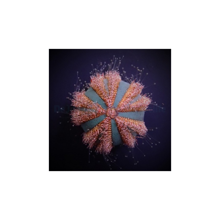 Mespilia globulus - Spineless Urchin - Red/Blue - viljelty