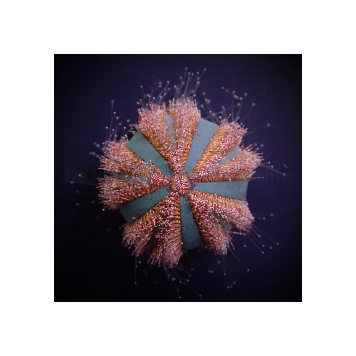 Mespilia globulus - Spineless Urchin - Red/Blue - viljelty