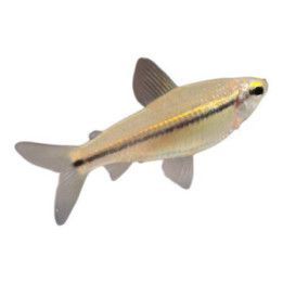 Nannocharax latifasciatus, 3-4 cm -