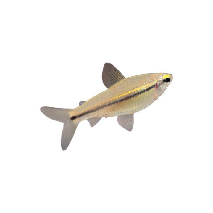 Nannocharax latifasciatus, 3-4 cm -
